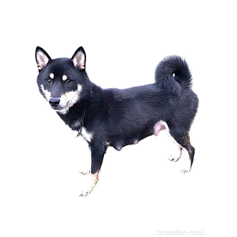 よもぎちゃん1枚目